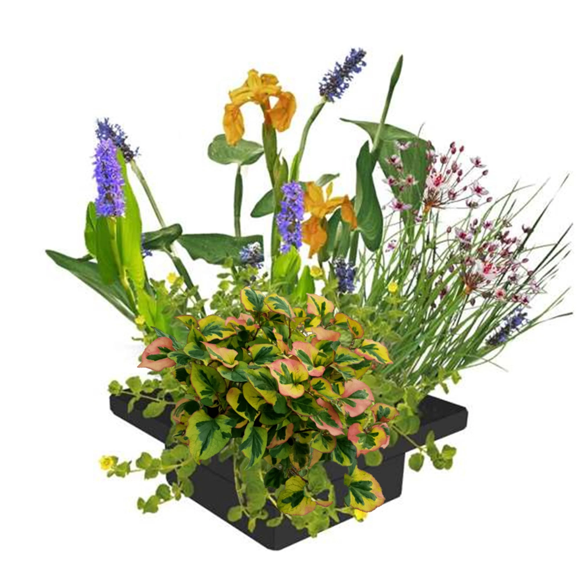 Isla De Plantas Estanque - 4 Variedades De Plantas - 25x25 Cm