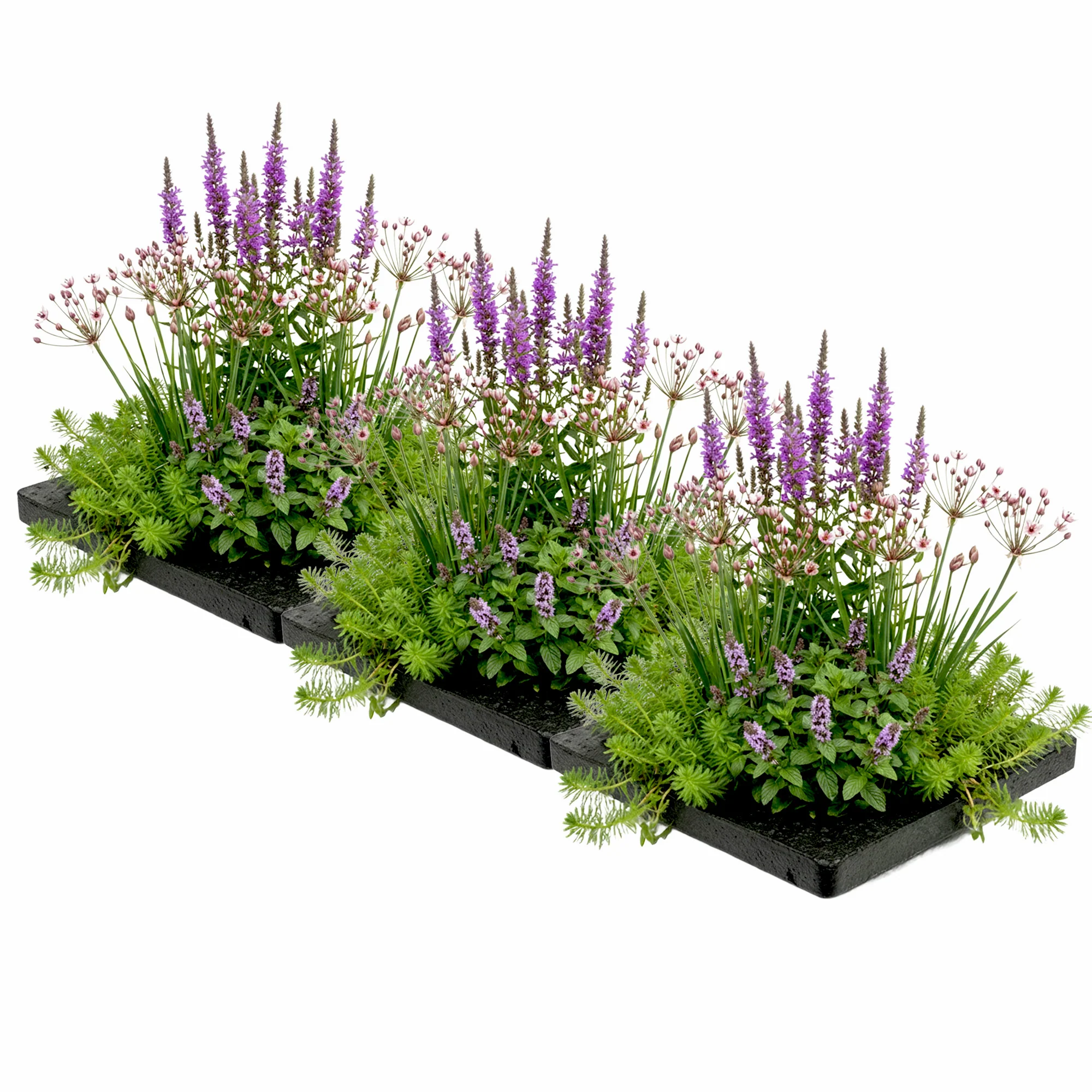 Isla Estanque Antimosquitos 75x25 Cm - Set 12 Plantas Y 3 Anillos