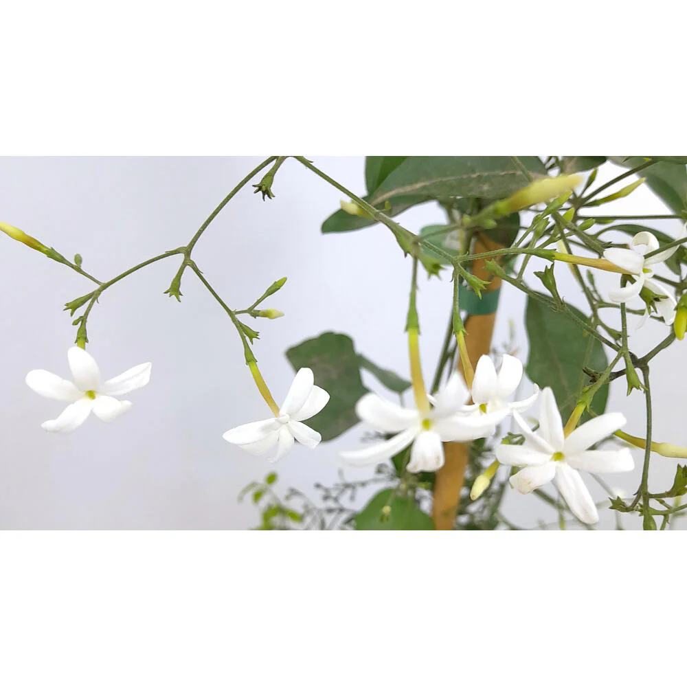 Jasminum Azoricum 180cm M20 (jazmín De Las Azores) - Image 2