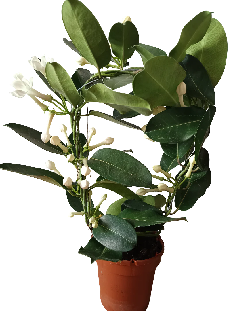 Jazmin De Madagascar Stephanotis Floribunda 1 Planta De Flor