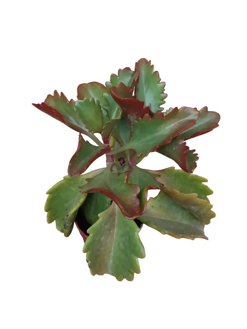 Kalanchoe Rubinea Planta Suculenta Ø5