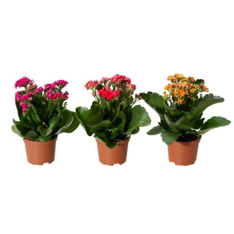 Kalanchoe Sencillo M10