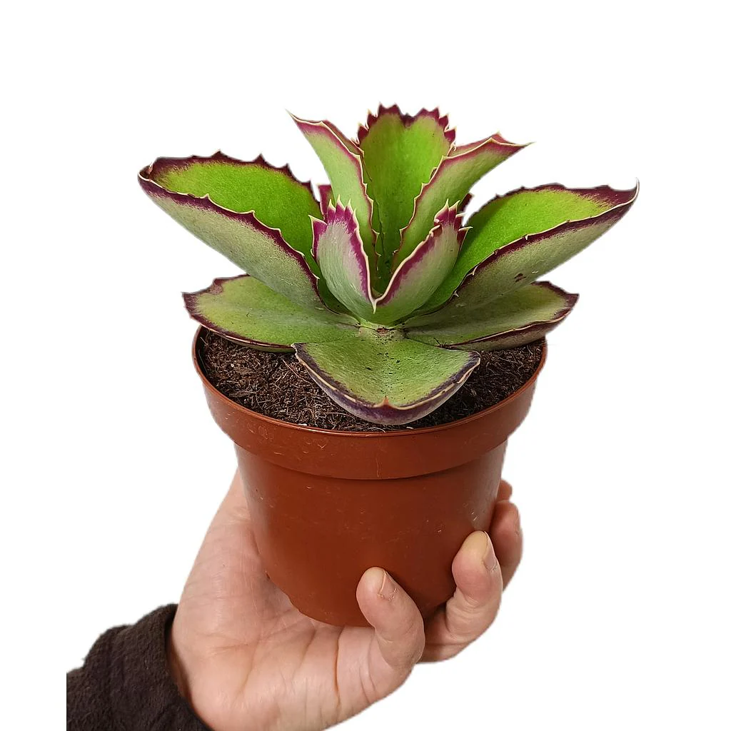 Kalanchoe Synsepala M13