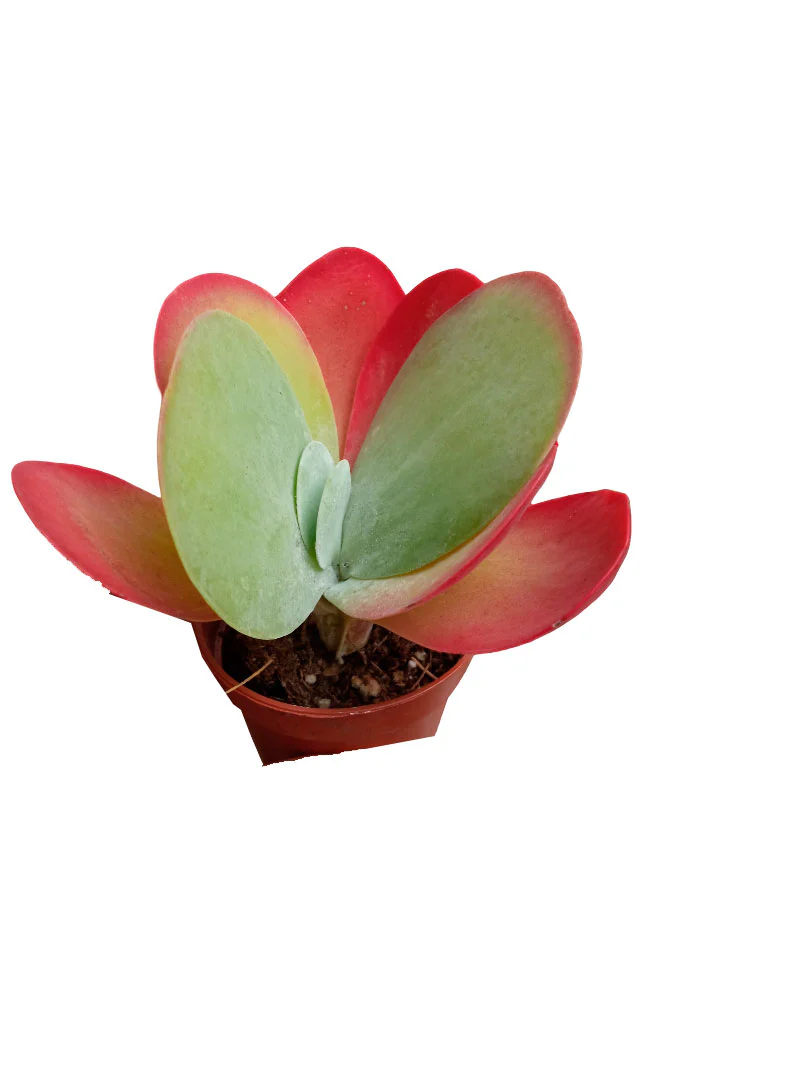 Kalanchoe Thyrisflora Red Lips Planta Suculenta Mini Ø5 Cm