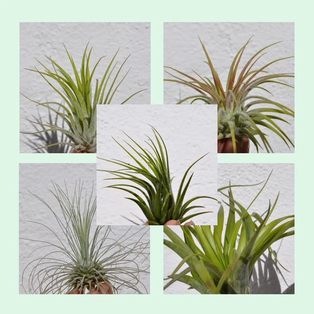 Lote Iniciación 5 Plantas del Aire; plantas del aire, tillandsias, 5 ejemplares diferentes; Curiosarium; tamaños varios