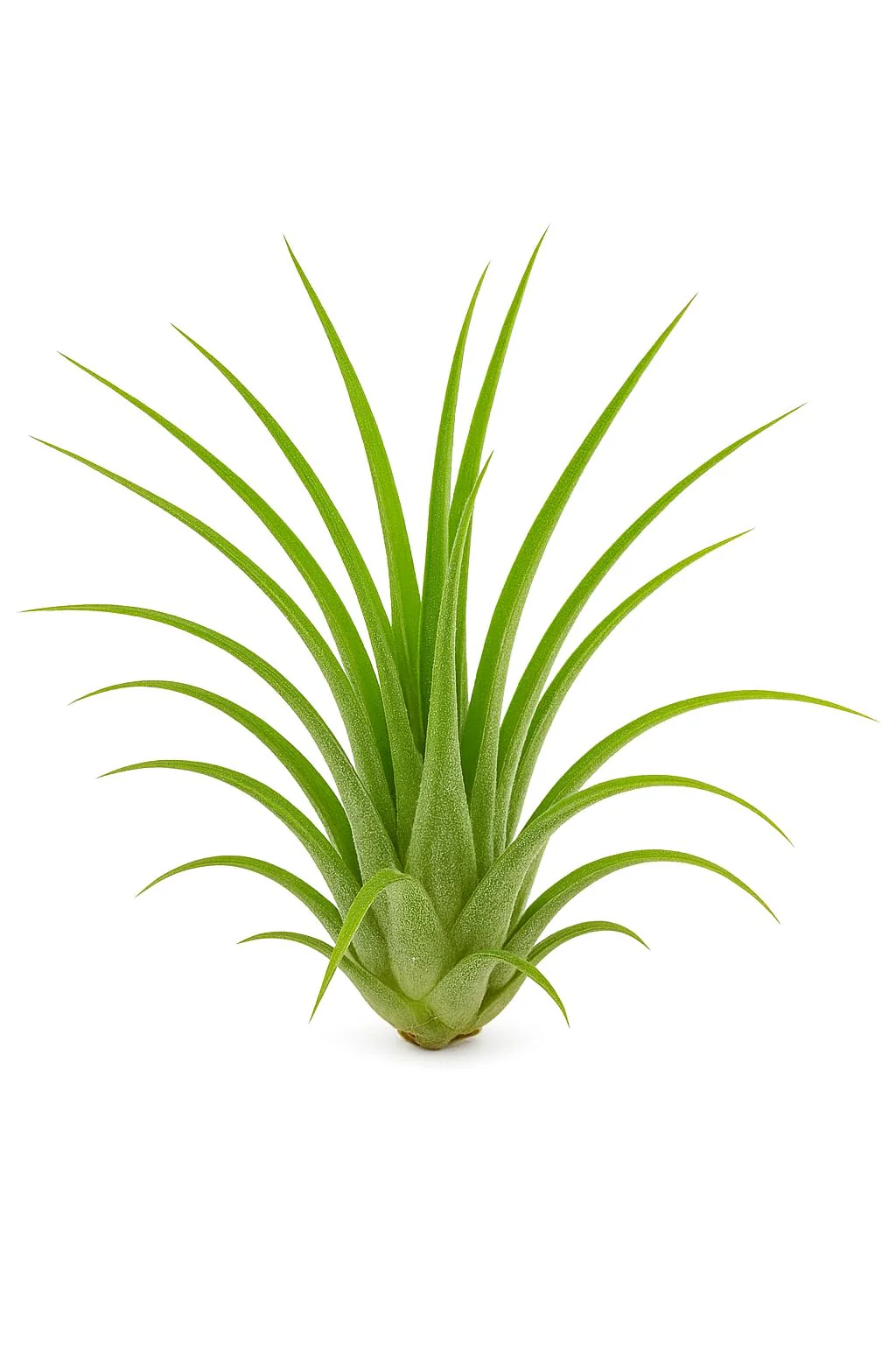 Lote Iniciación 5 Plantas del Aire; plantas del aire, tillandsias, 5 ejemplares diferentes; Curiosarium; tamaños varios - Image 2