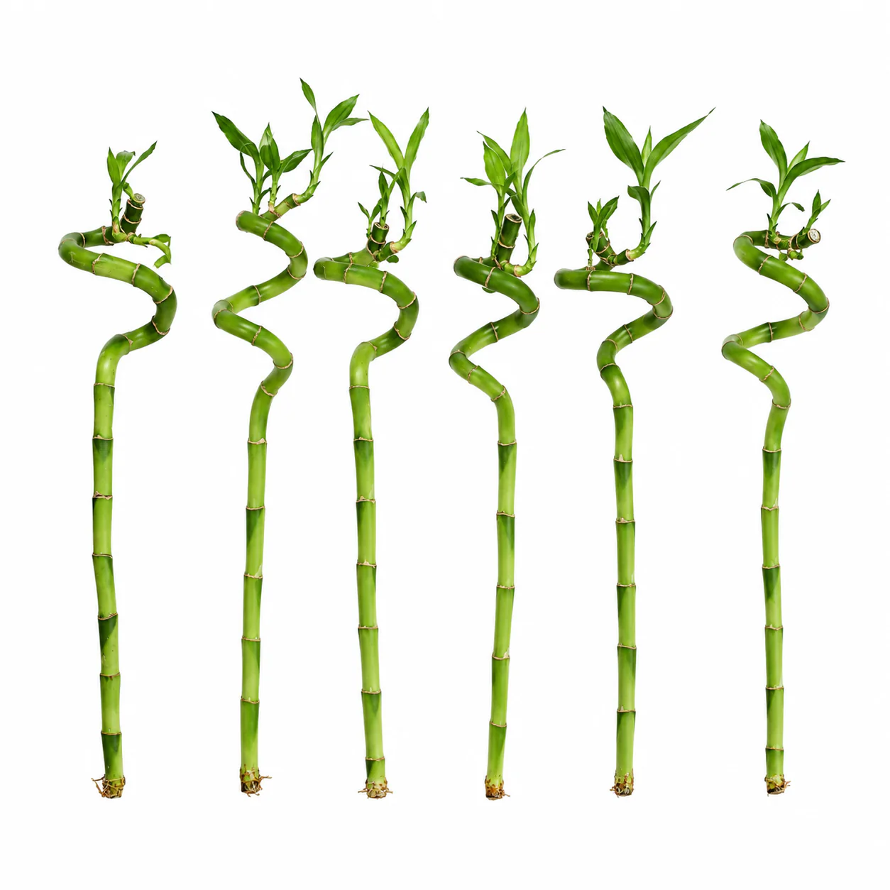 Lucky Bamboo Set De 6 - Dracaena Sanderiana - 40-45 Cm - Planta De Interior