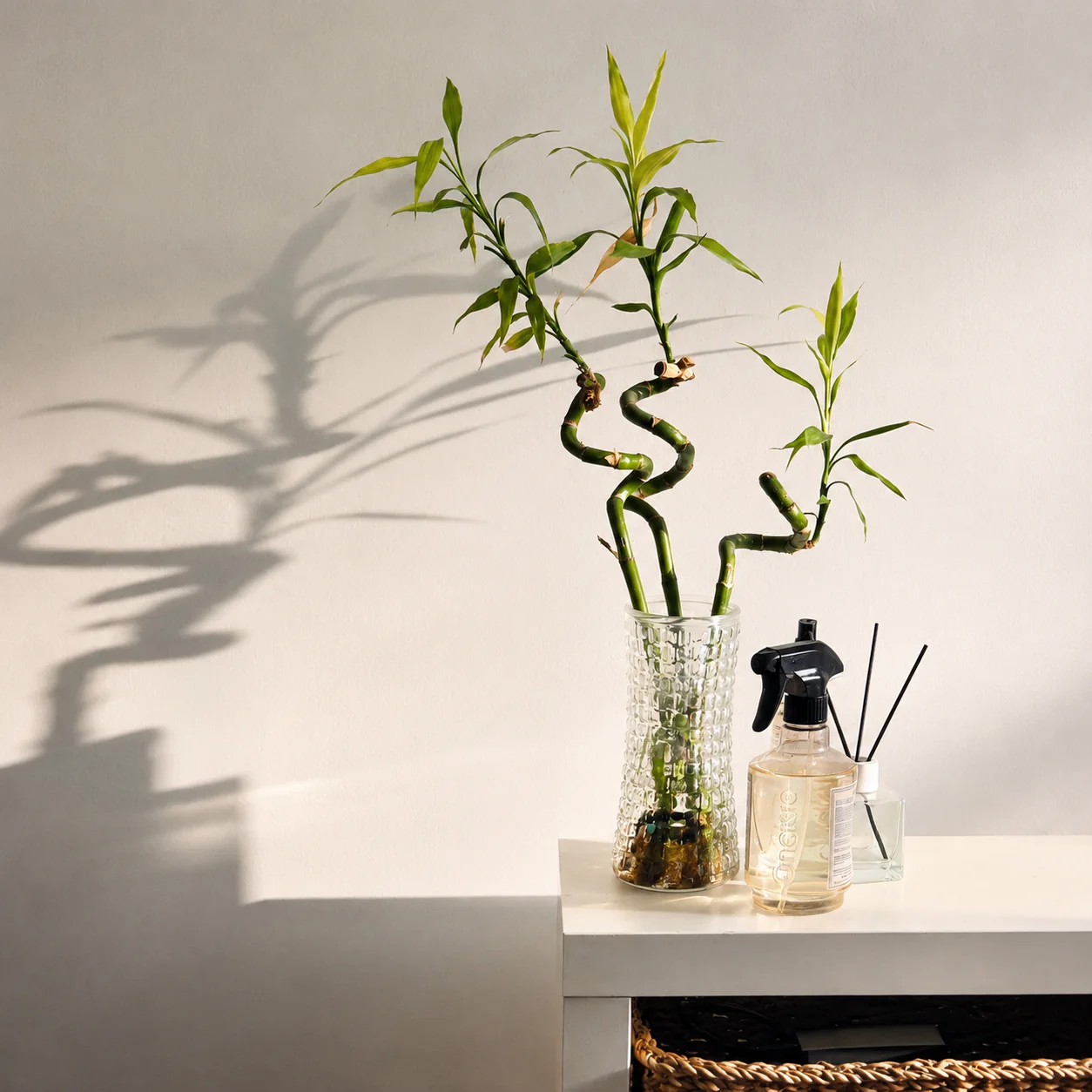Lucky Bamboo Set De 6 - Dracaena Sanderiana - 40-45 Cm - Planta De Interior - Image 2