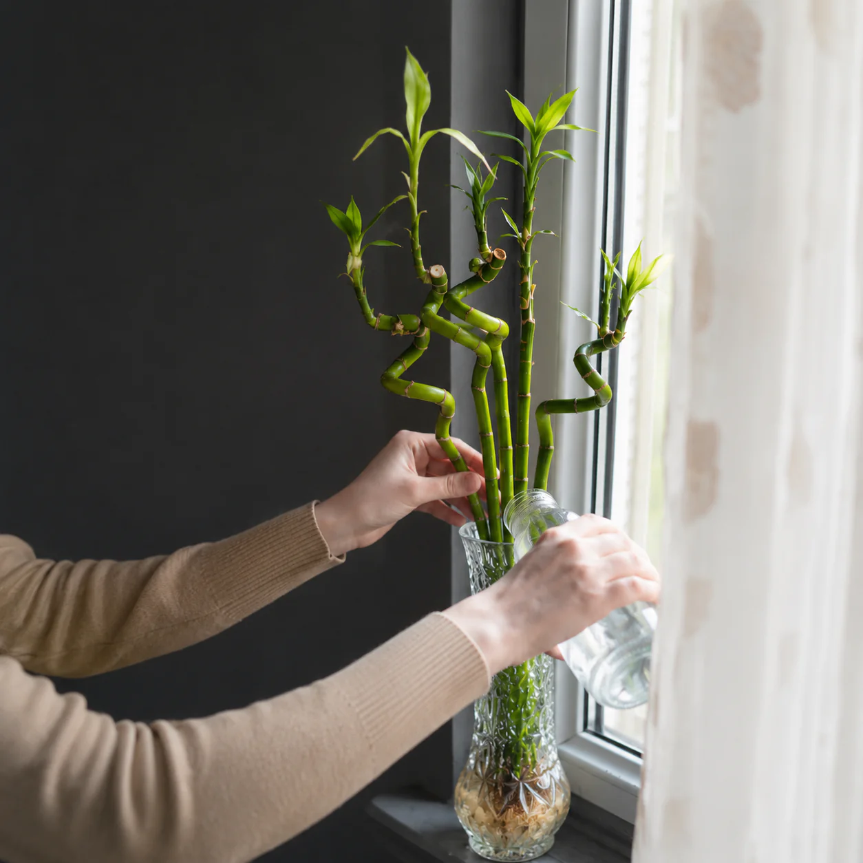 Lucky Bamboo Set De 6 - Dracaena Sanderiana - 40-45 Cm - Planta De Interior - Image 3