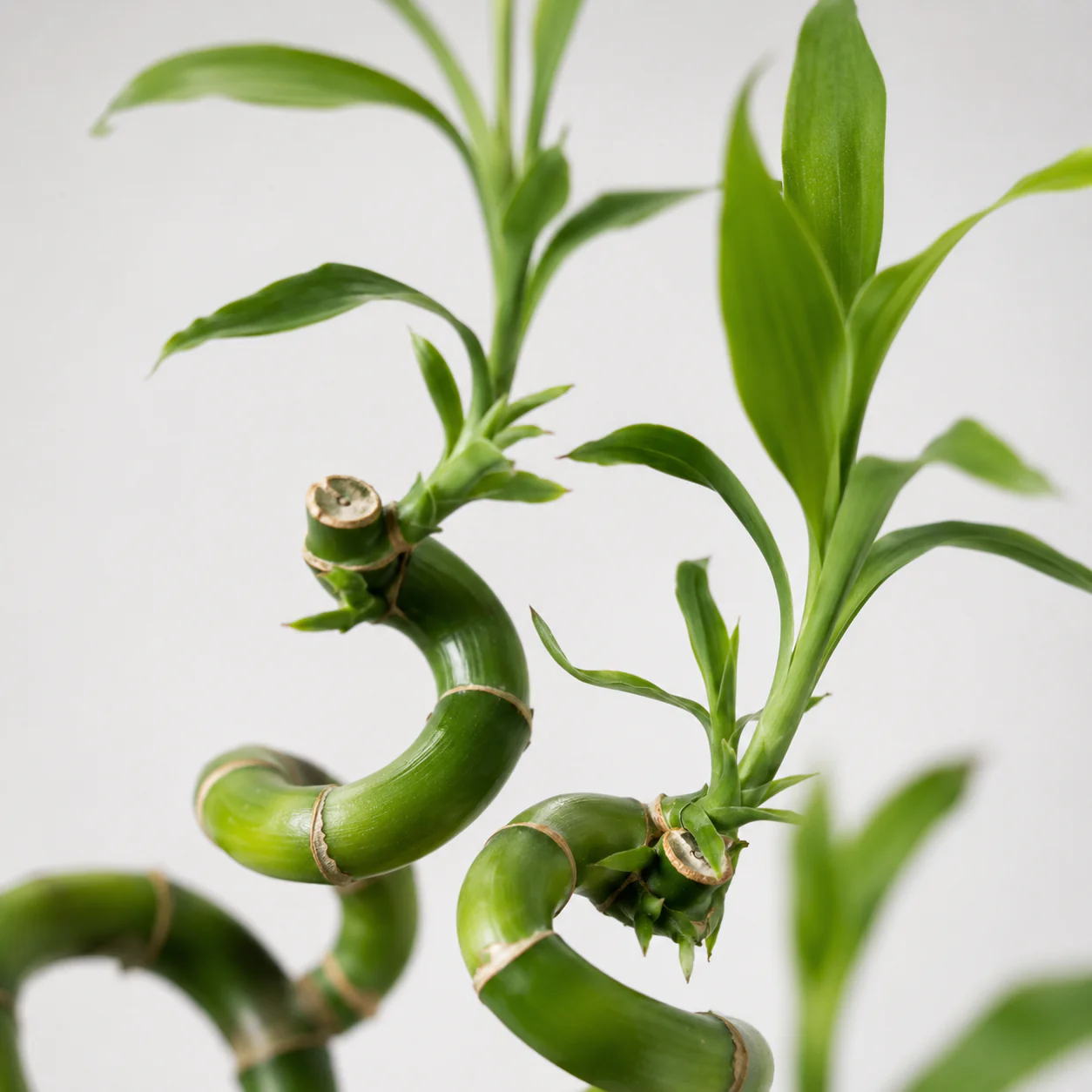 Lucky Bamboo Set De 6 - Dracaena Sanderiana - 40-45 Cm - Planta De Interior - Image 4