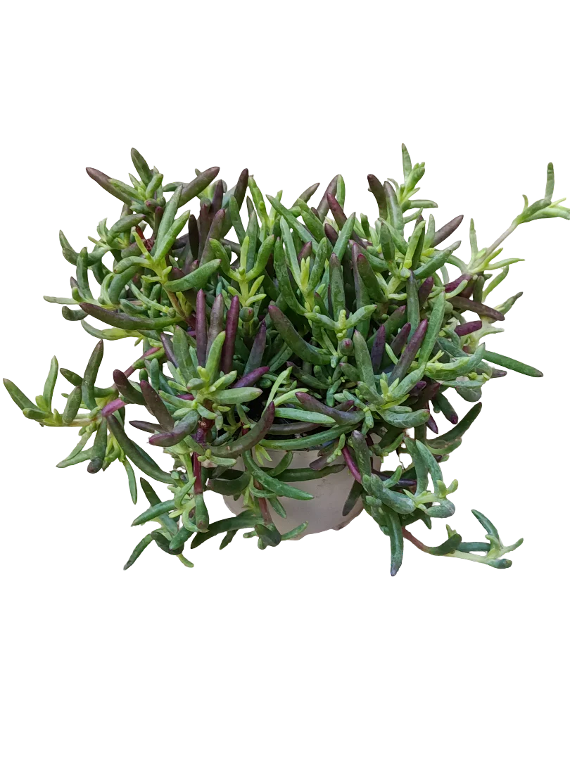 Mesem De Colores Surtidos Ø10 Planta Para Sol Colgante