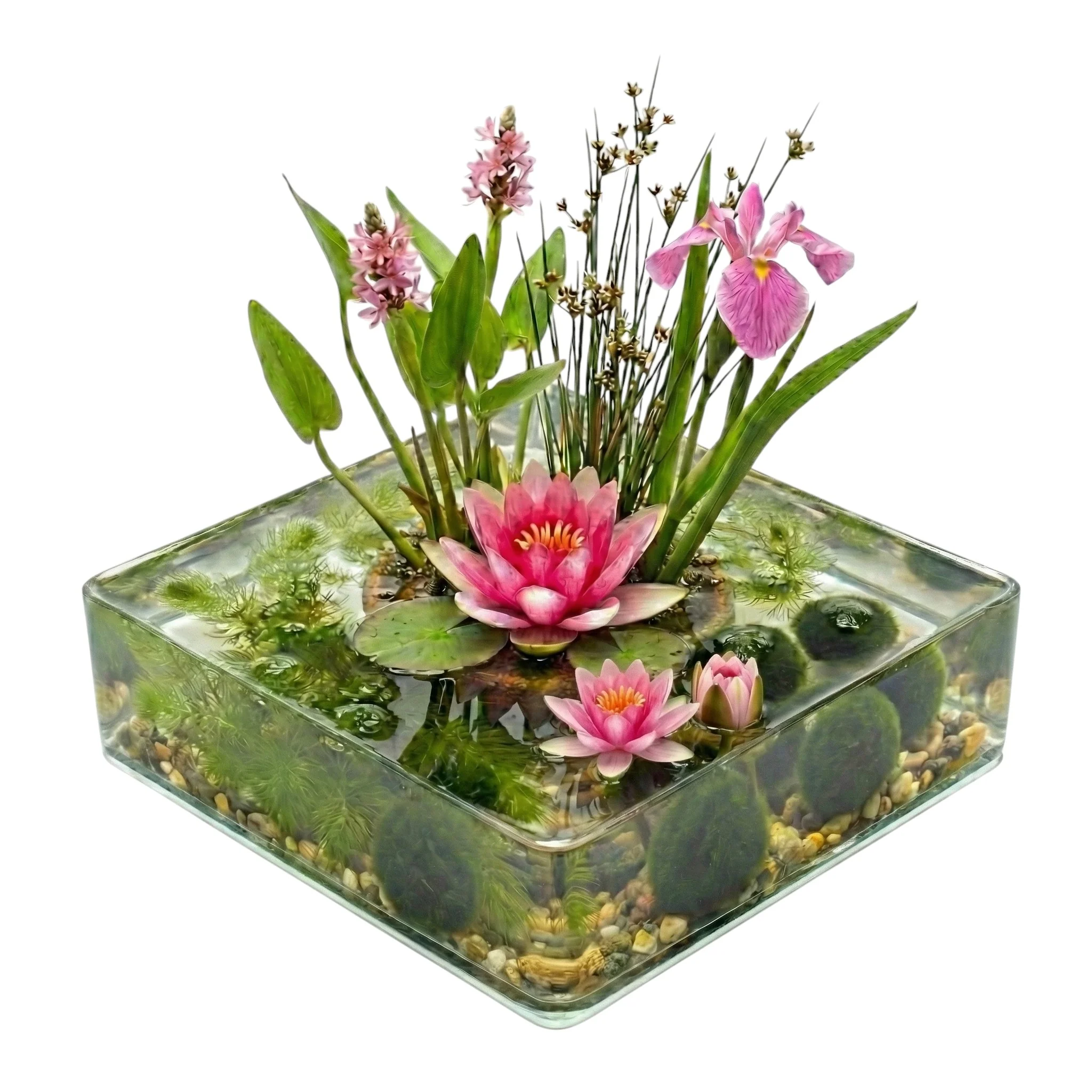Mini Estanque Set Completo Rosa 25-90l - 11 Plantas Y Bacterias