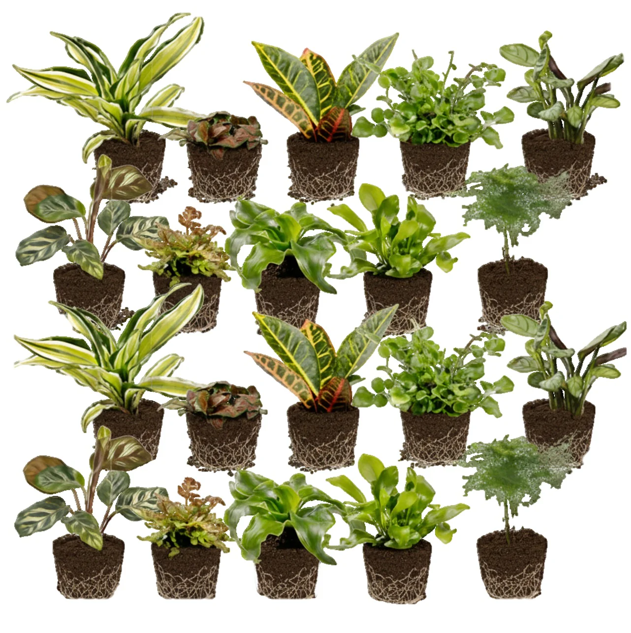 Mini Plantas De Interior Y Helechos - 20 Unidades - Para Terrario