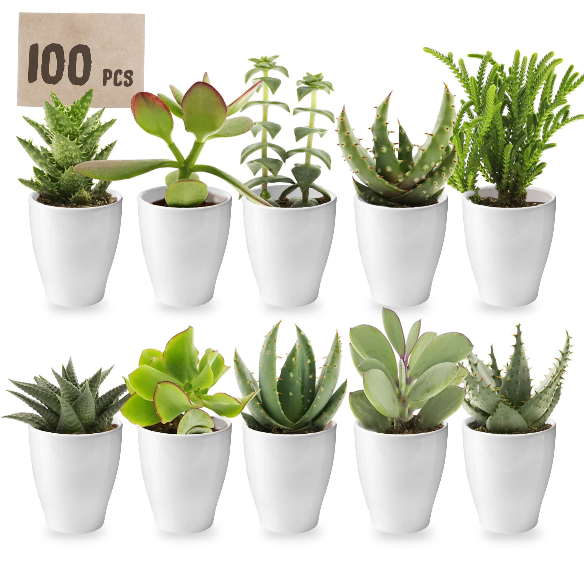 Mini Suculentas Con Macetas - 100 Unidades