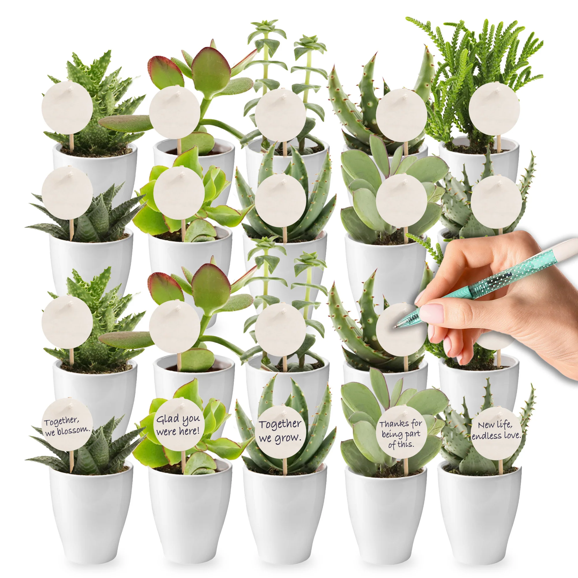 Mini Suculentas - Producto Regalo - 20 Unidades