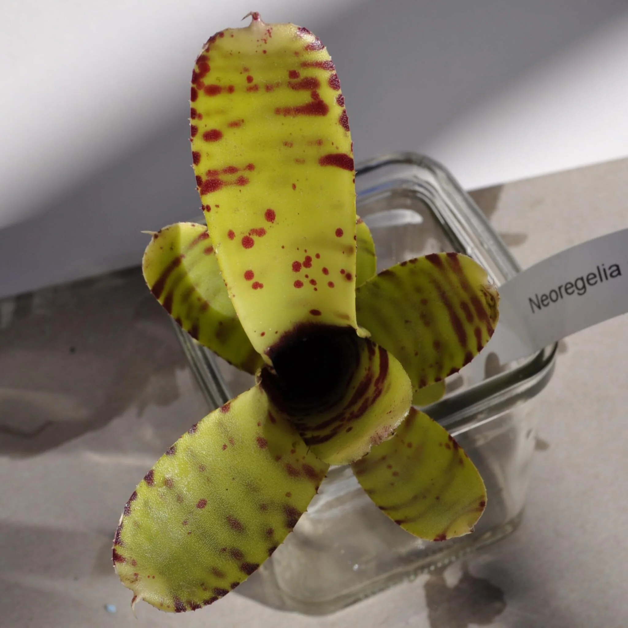 Neoregelia ampullacea tigrina; bromelia punteada; Curiosarium; altura 15-18 cm, diámetro 5-8 cm, sin sustrato - Image 4