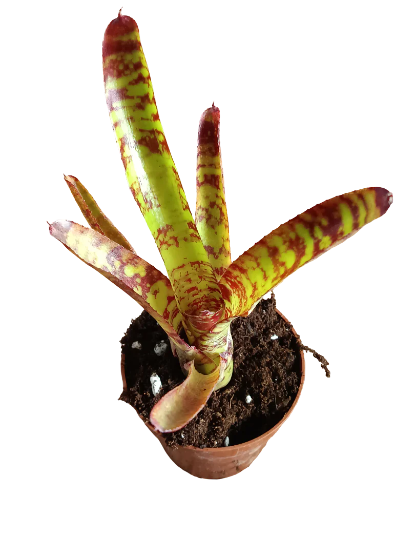 Miniatura 1