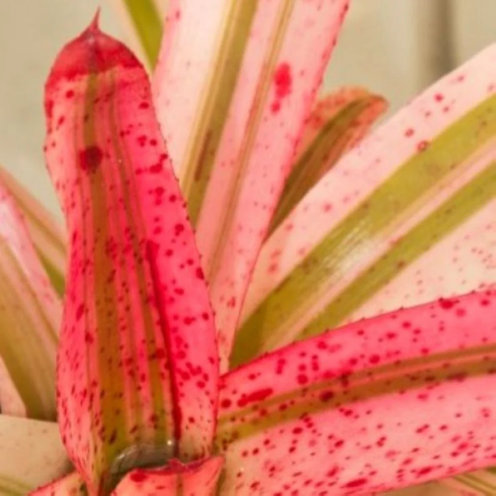 Neoregelia 'Iphigenie'; bromelia multicolor; Curiosarium; altura 28-30 cm, diámetro 15-20 cm, sin sustrato