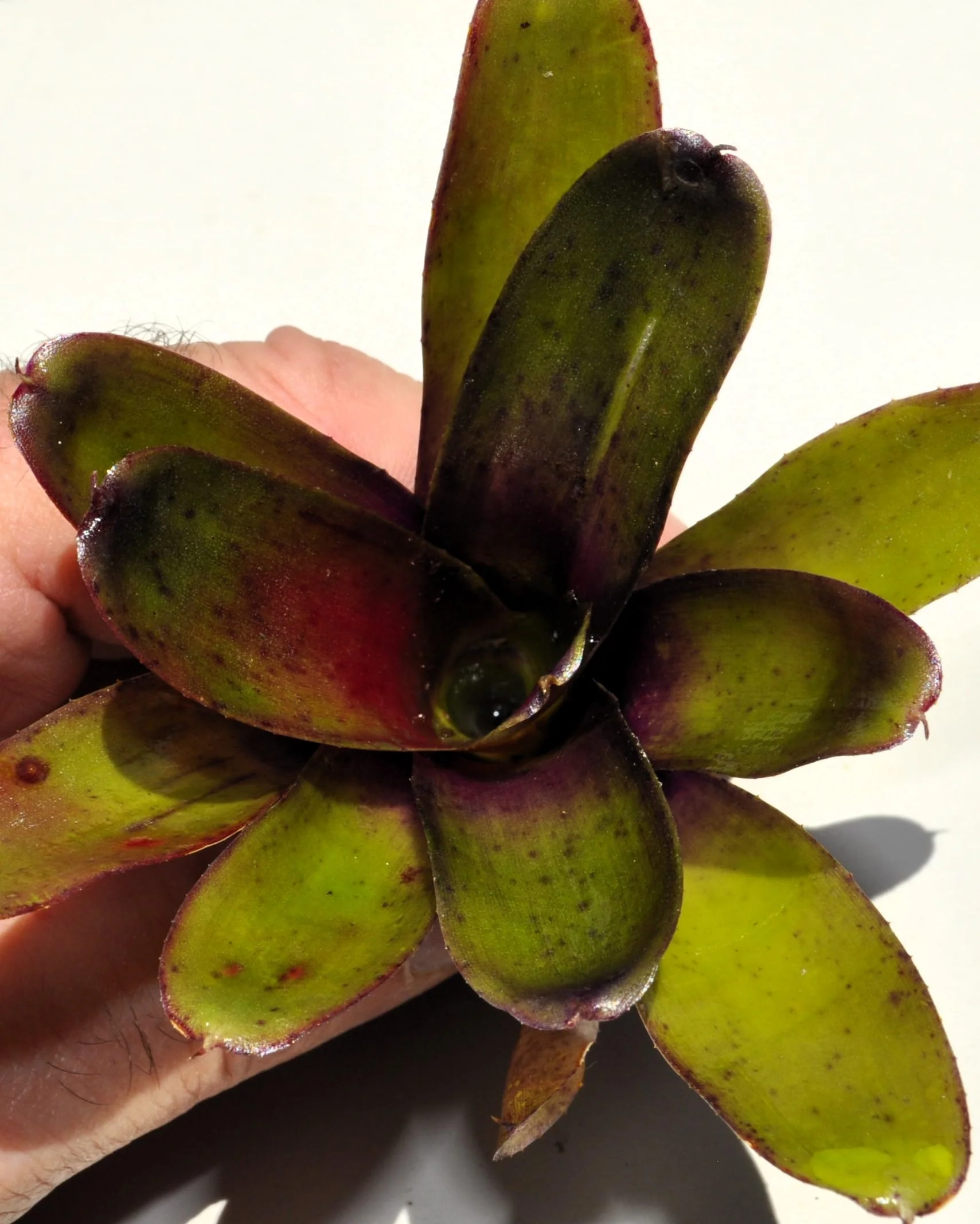 Neoregelia 'Mephisto'; bromelia verde y púrpura, adecuada para terrarios; Curiosarium; altura 12 cm, diámetro 8 cm