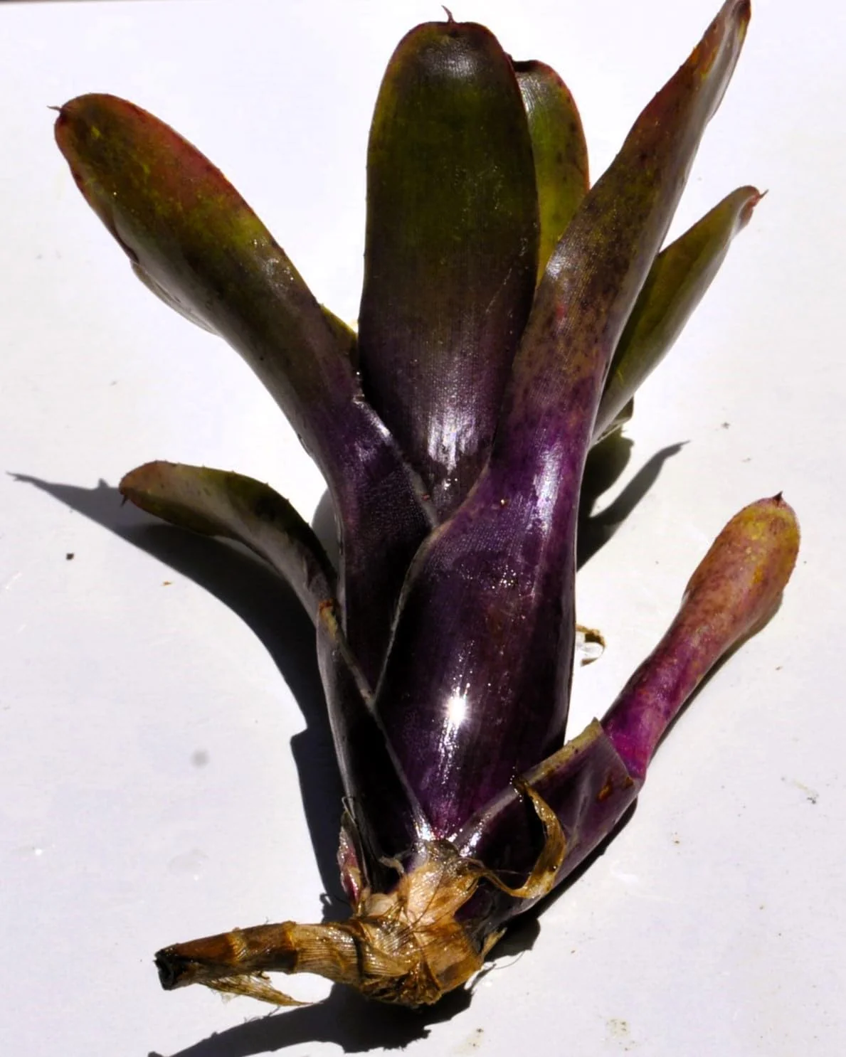 Neoregelia 'Mephisto'; bromelia verde y púrpura, adecuada para terrarios; Curiosarium; altura 12 cm, diámetro 8 cm - Image 2