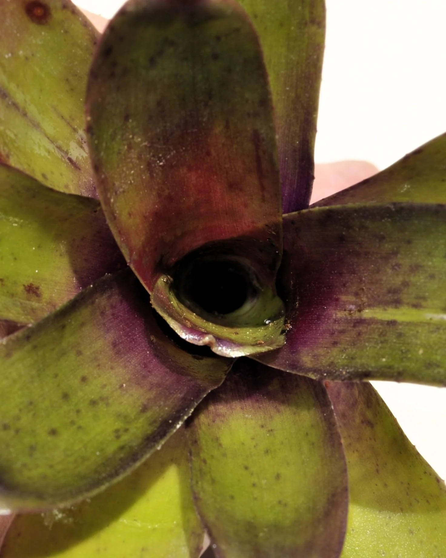 Neoregelia 'Mephisto'; bromelia verde y púrpura, adecuada para terrarios; Curiosarium; altura 12 cm, diámetro 8 cm - Image 5