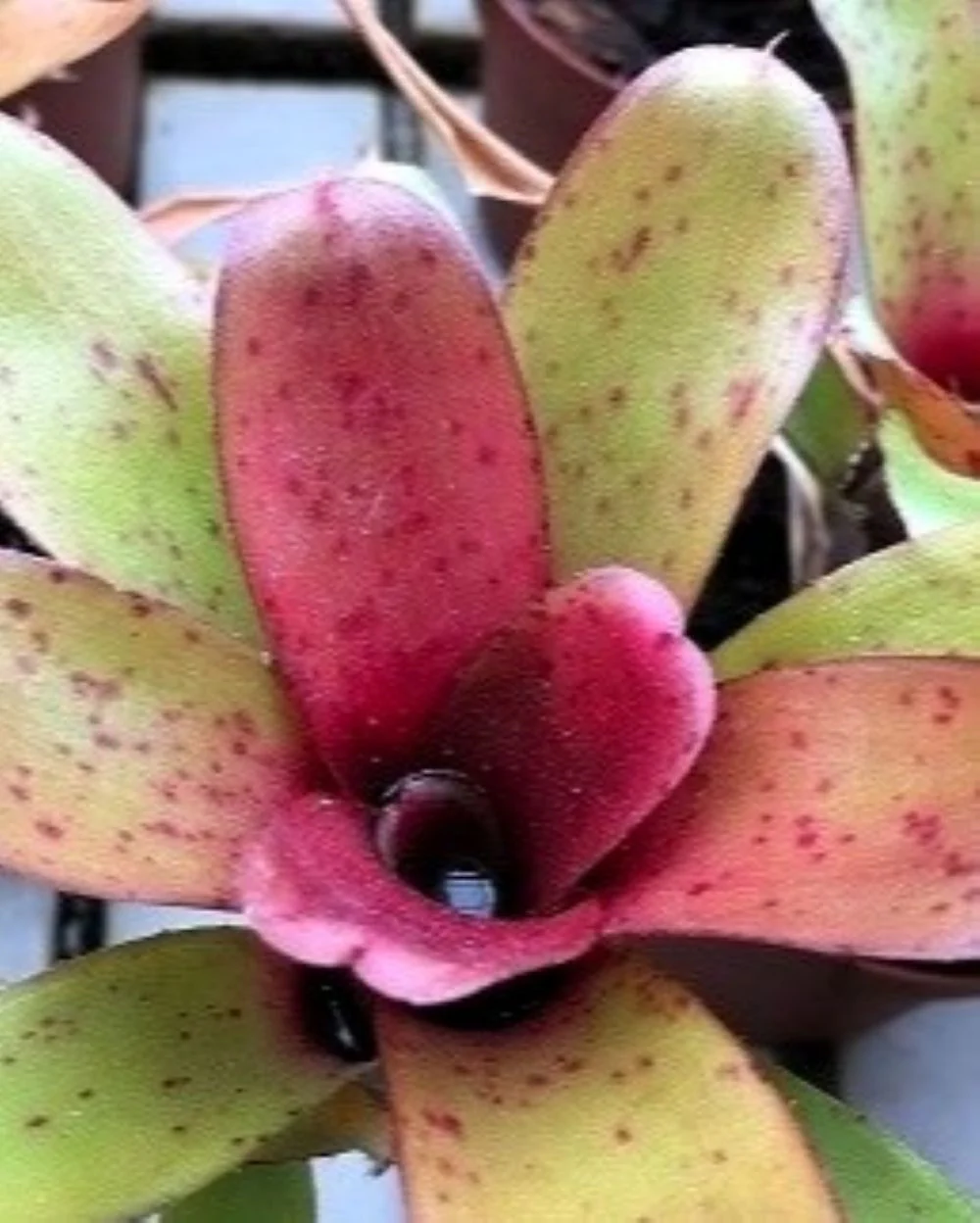 Neoregelia 'Narzis'; bromelia colorida, apta para terrarios; Curiosarium; altura 10 cm, diámetro 10 cm, sin sustrato