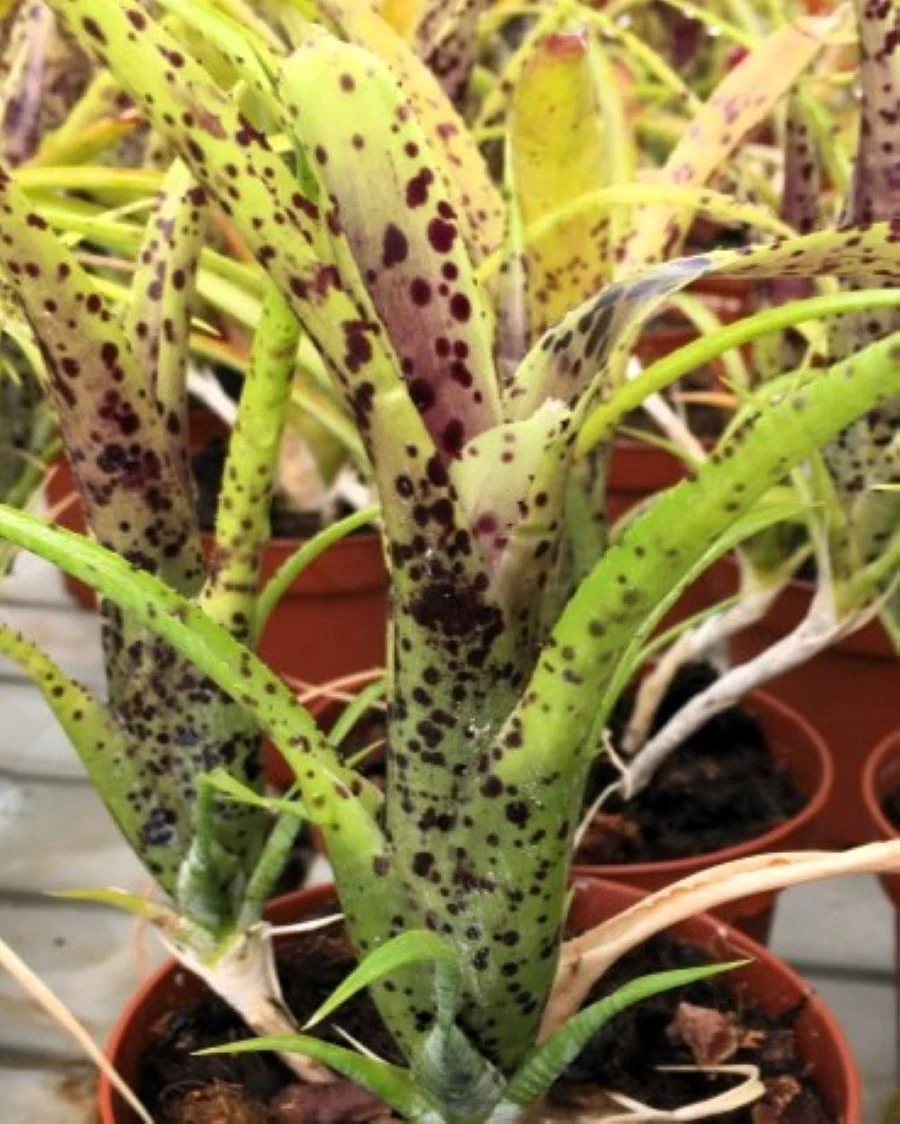 Neoregelia pauciflora; bromelia manchada, apta para terrarios; Curiosarium; altura 15 cm, diámetro 10 cm, sin sustrato