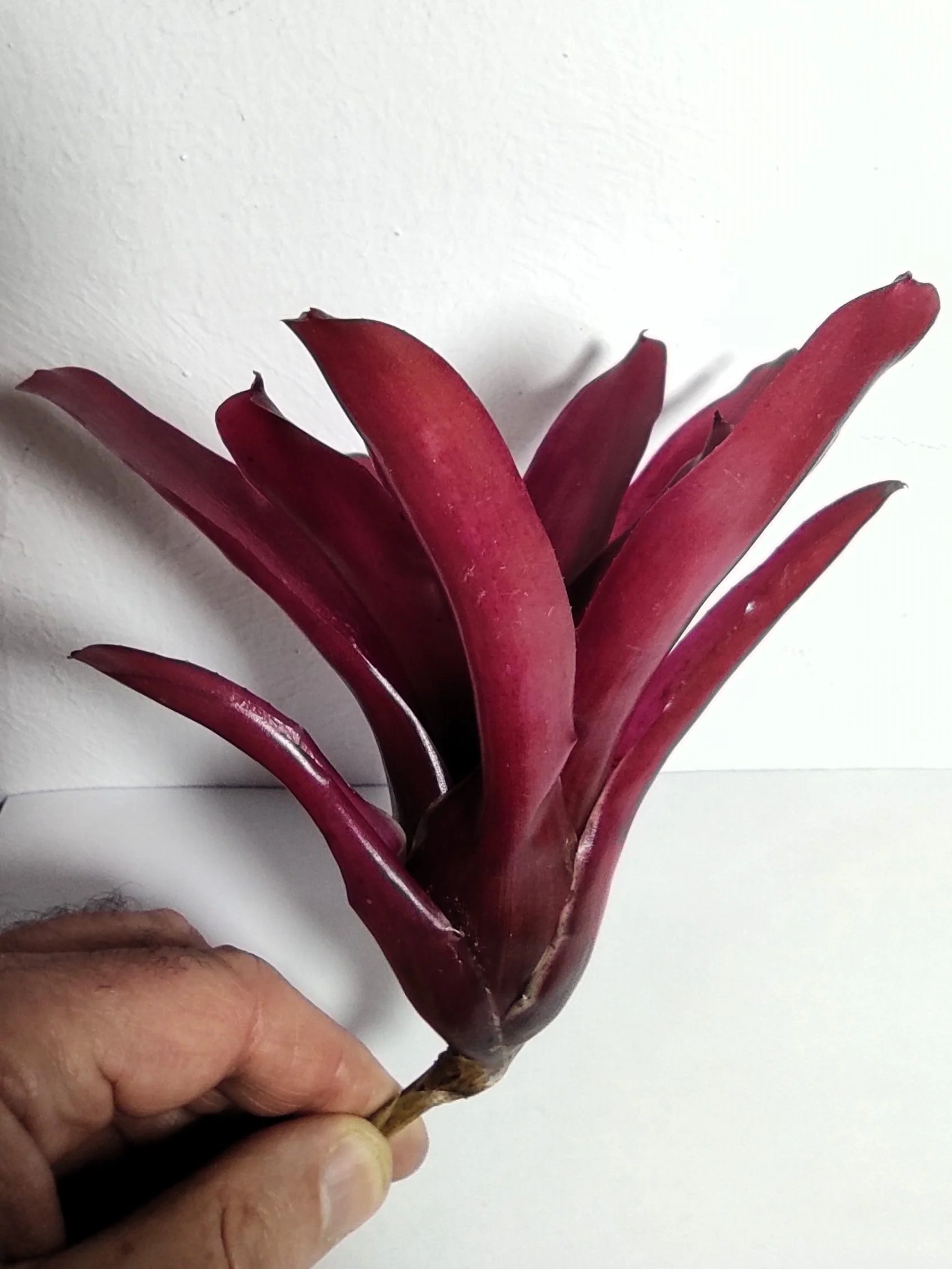 Neoregelia 'Super Fireball'; bromelia roja; Curiosarium; altura 15-18 cm, diámetro 10-12 cm, sin sustrato - Image 3