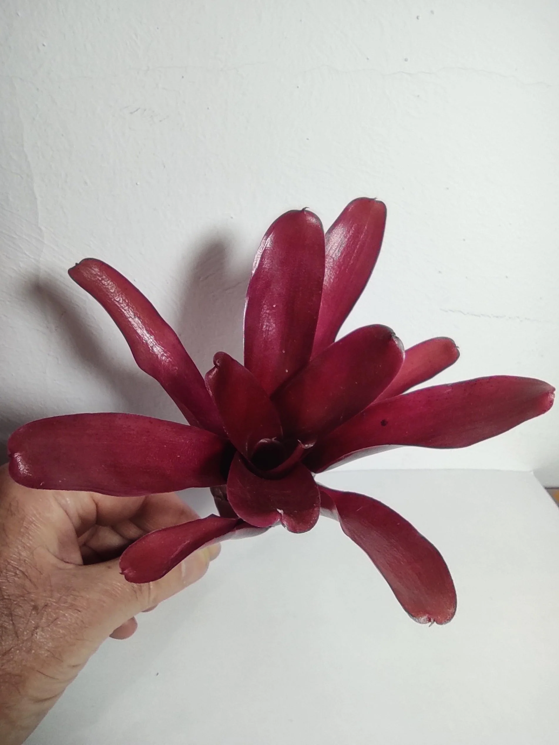 Neoregelia 'Super Fireball'; bromelia roja; Curiosarium; altura 15-18 cm, diámetro 10-12 cm, sin sustrato - Image 4