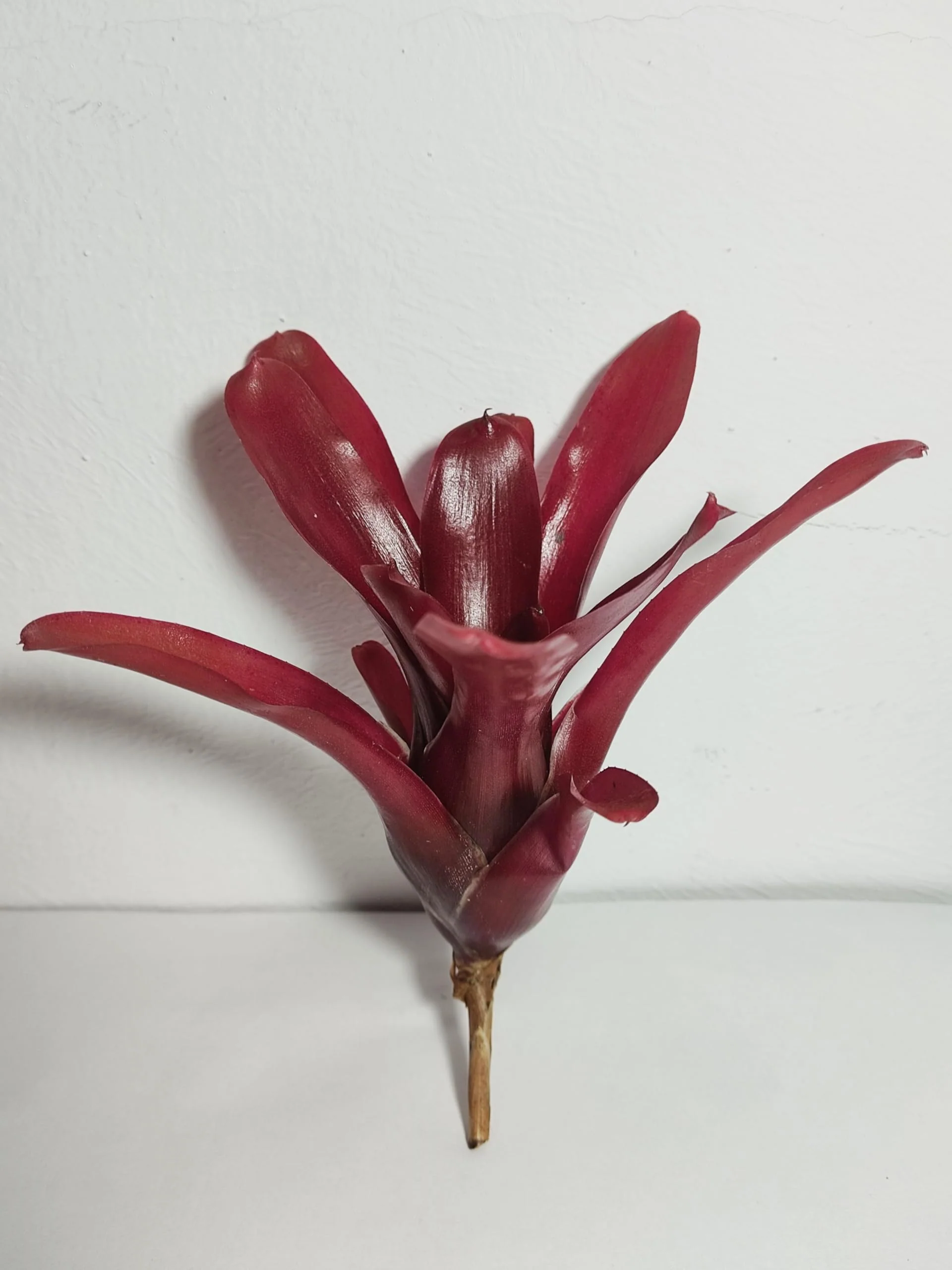 Neoregelia 'Super Fireball'; bromelia roja; Curiosarium; altura 15-18 cm, diámetro 10-12 cm, sin sustrato - Image 5