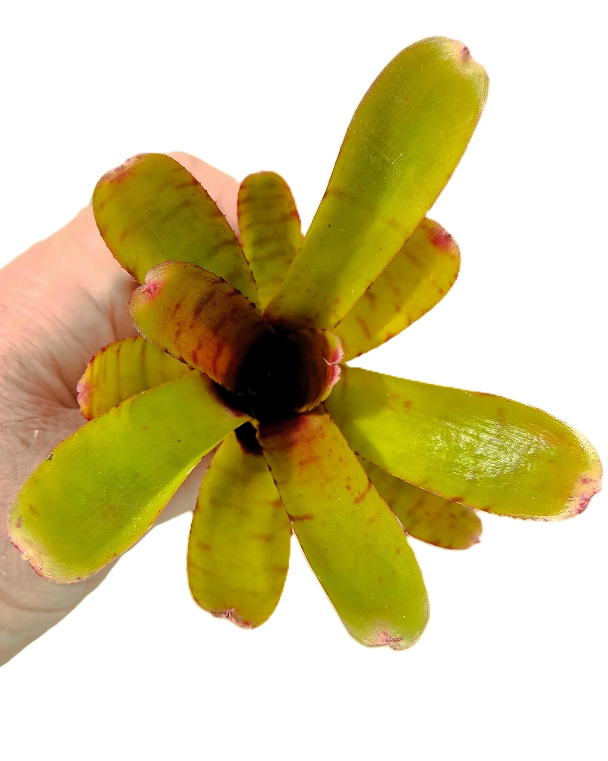 Neoregelia 'Thera'; bromelia verde colorida; Curiosarium; altura 10 cm, diámetro 12 cm, sin sustrato - Image 2