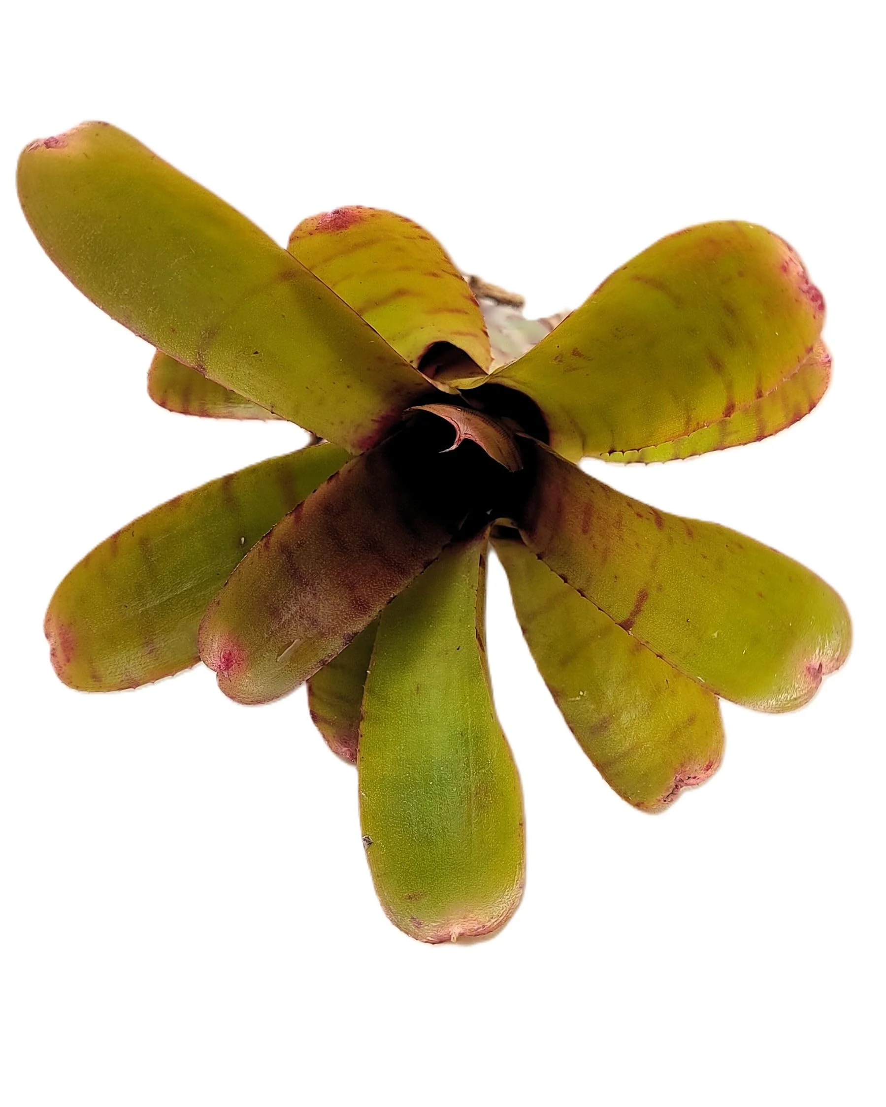 Neoregelia 'Thera'; bromelia verde colorida; Curiosarium; altura 10 cm, diámetro 12 cm, sin sustrato - Image 3