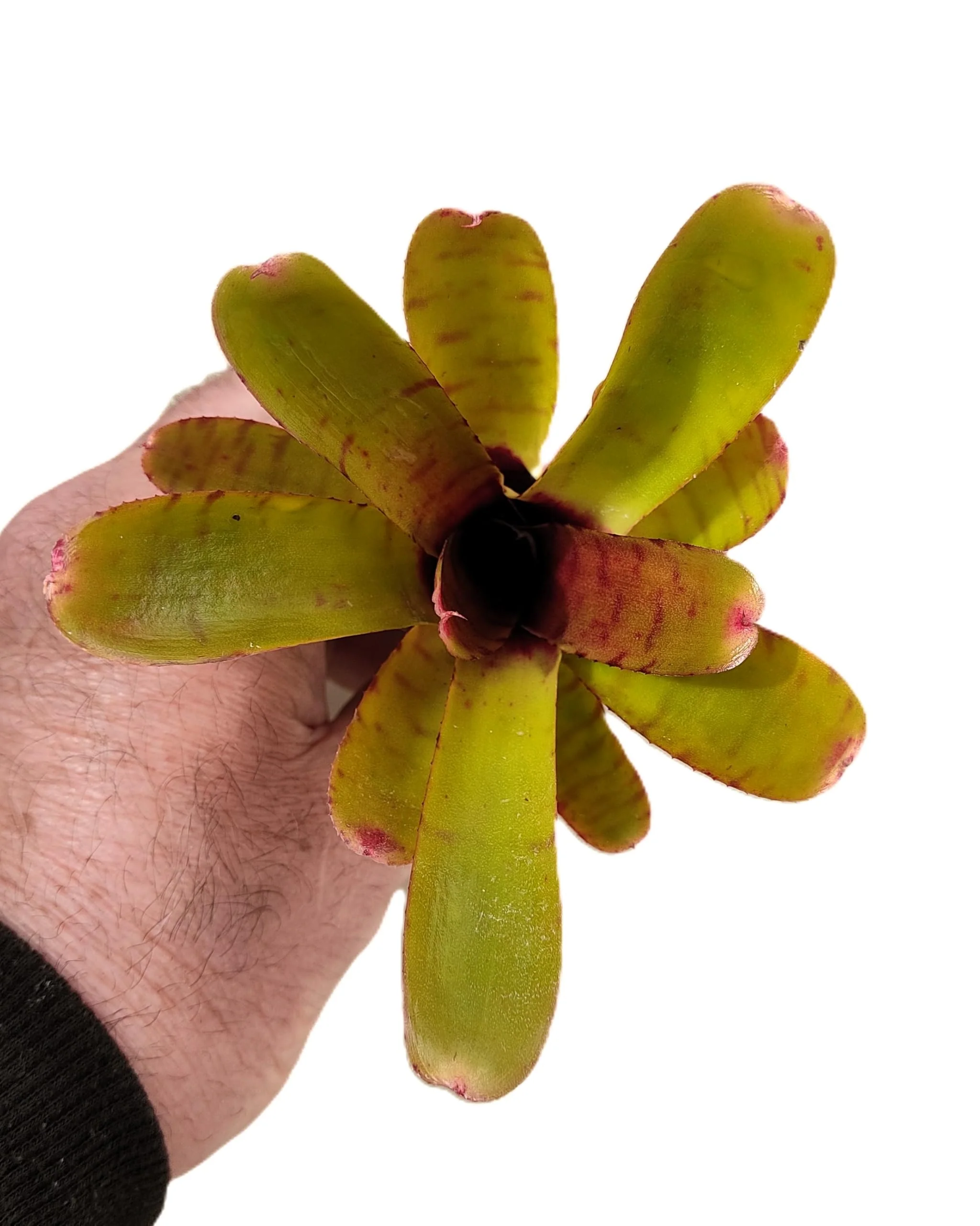 Neoregelia 'Thera'; bromelia verde colorida; Curiosarium; altura 10 cm, diámetro 12 cm, sin sustrato - Image 4