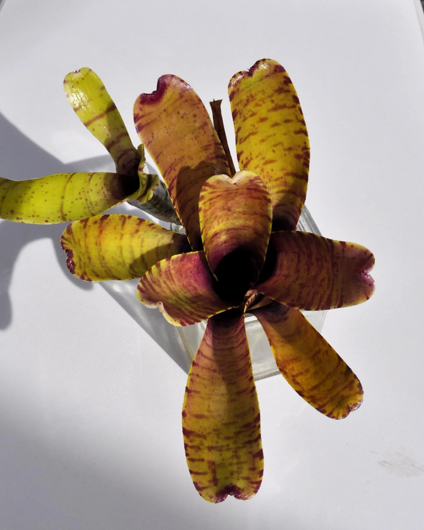 Neoregelia tigrina; bromelia rayada, apta para terrarios; Curiosarium; altura 20 cm, diámetro 18 cm - Image 3