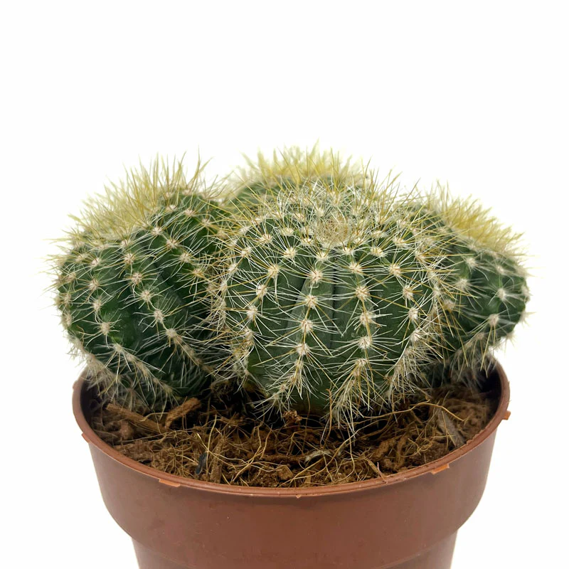 Notocactus Magnificus Cactus Y Suculentas M8,5 cm Ø