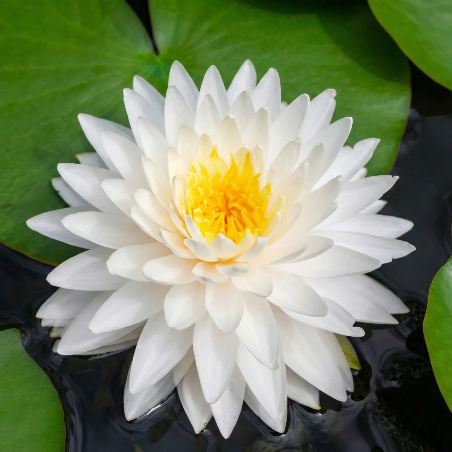 Nymphaea Bambi Nenúfar Estanque - Floración - Resistente - Con Cesta - Image 2