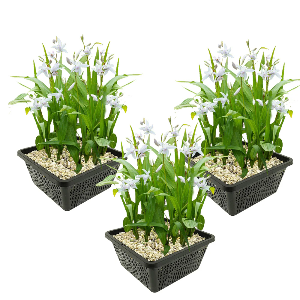 Orquídea De Jardín Blanca - Bletilla Striata Alba - 12 Plantas Y 3 Cestas