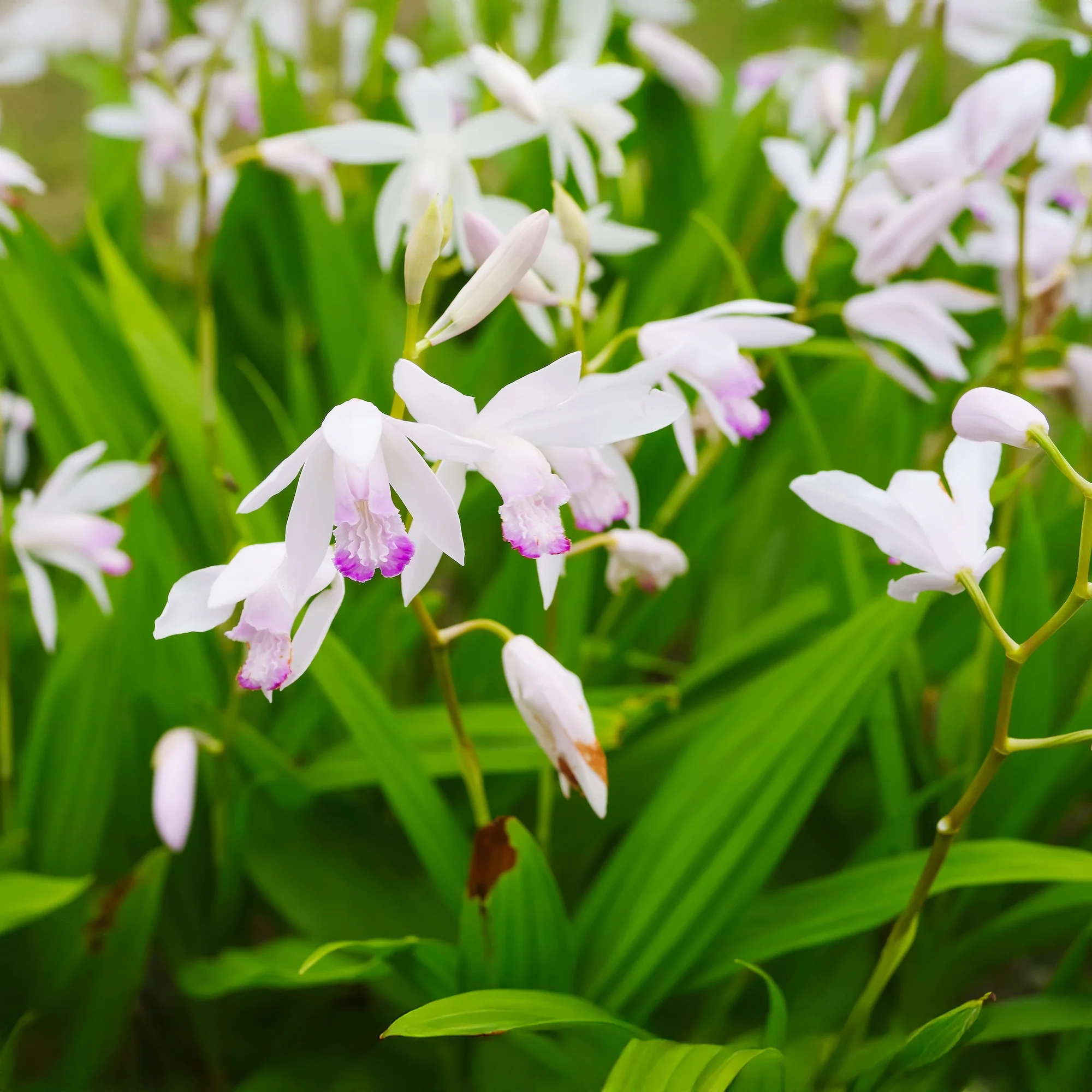 Orquídea De Jardín Blanca - Bletilla Striata Alba - 12 Plantas Y 3 Cestas - Image 2