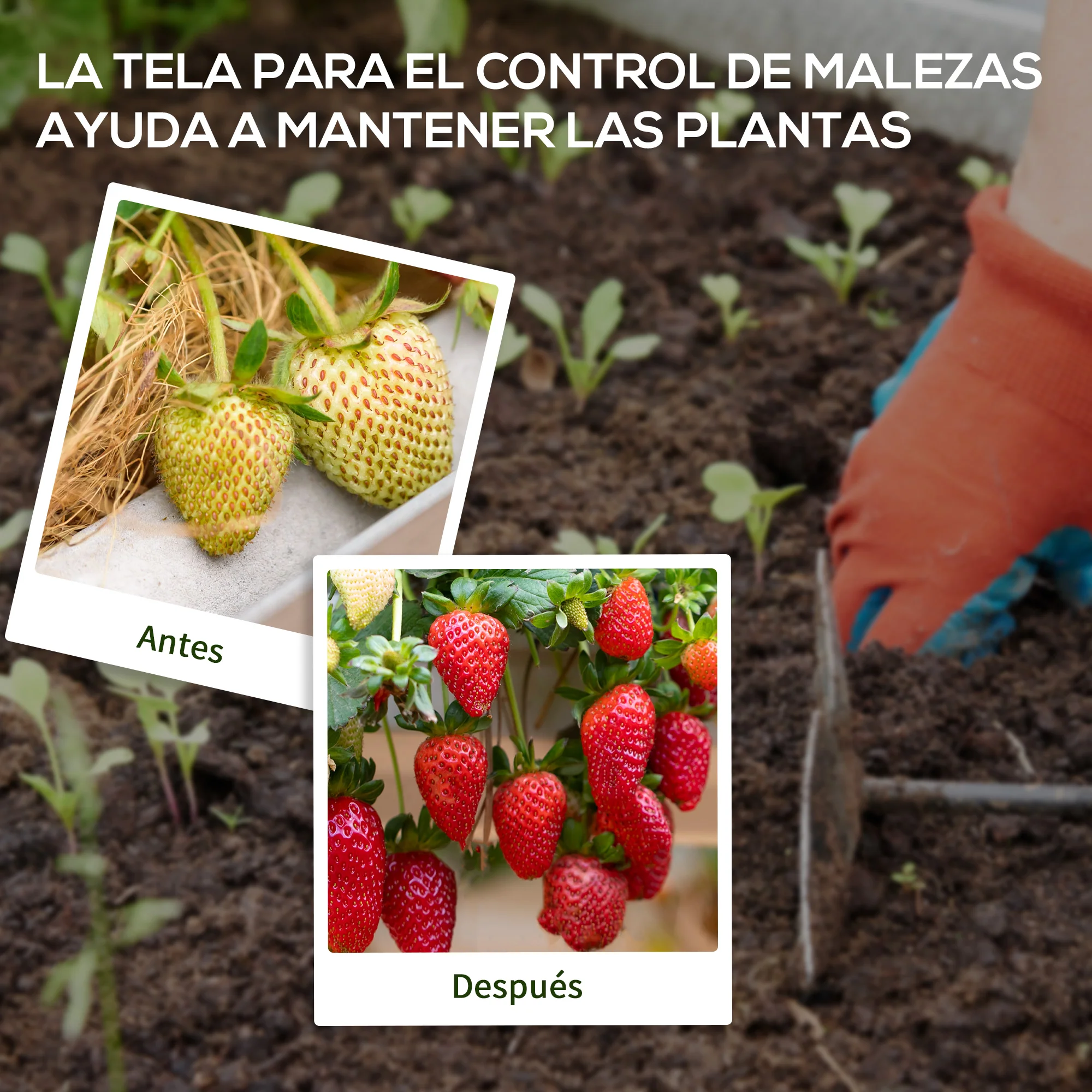 Outsunny Malla Antimaleza 2x50 M 130 G/m² Para Control De Malezas Malas Negro - Image 6