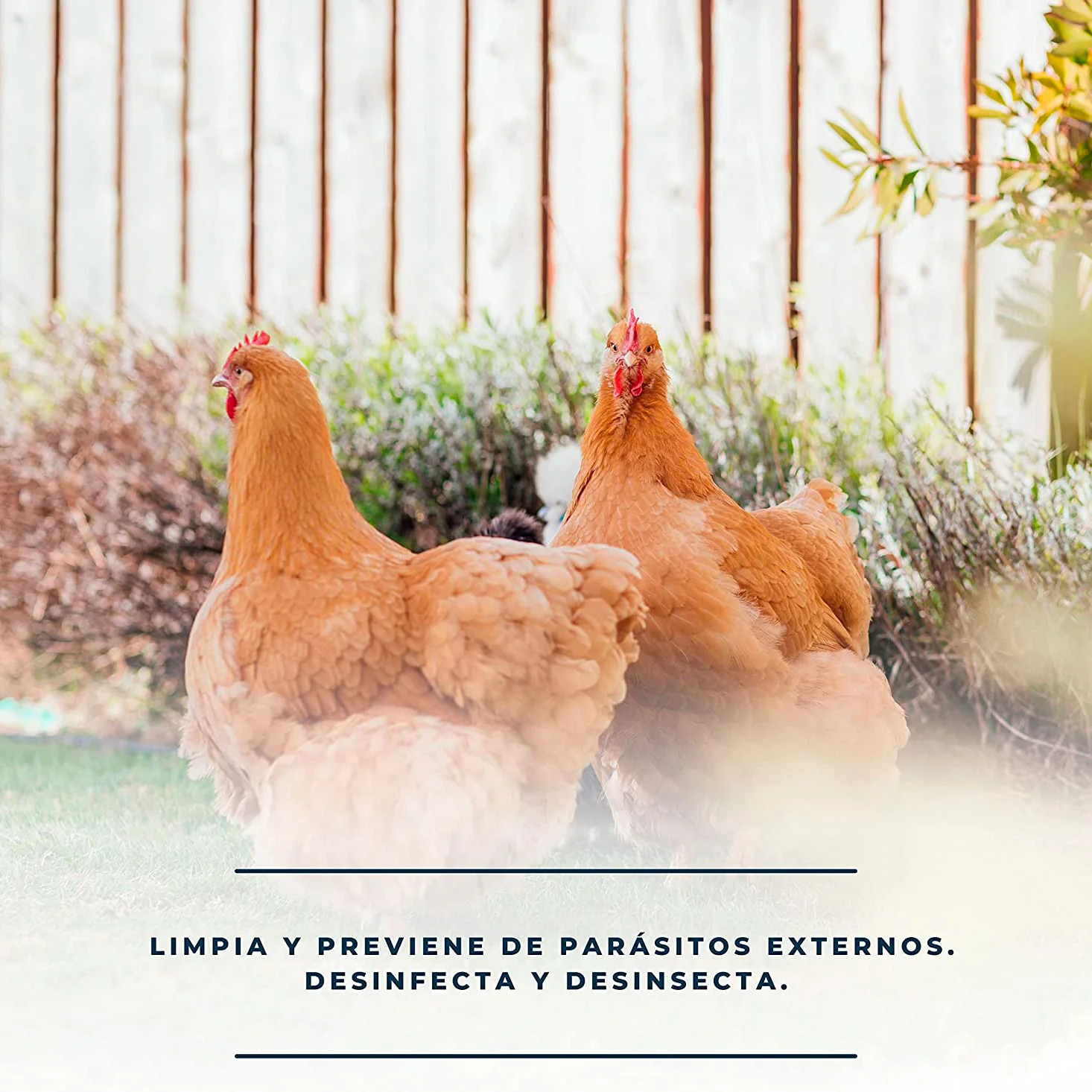 Pack De Productos Limpieza Y Desinfección Del Gallinero - Previene Piojos Y Ácaros - 1 L Por Producto - Image 4