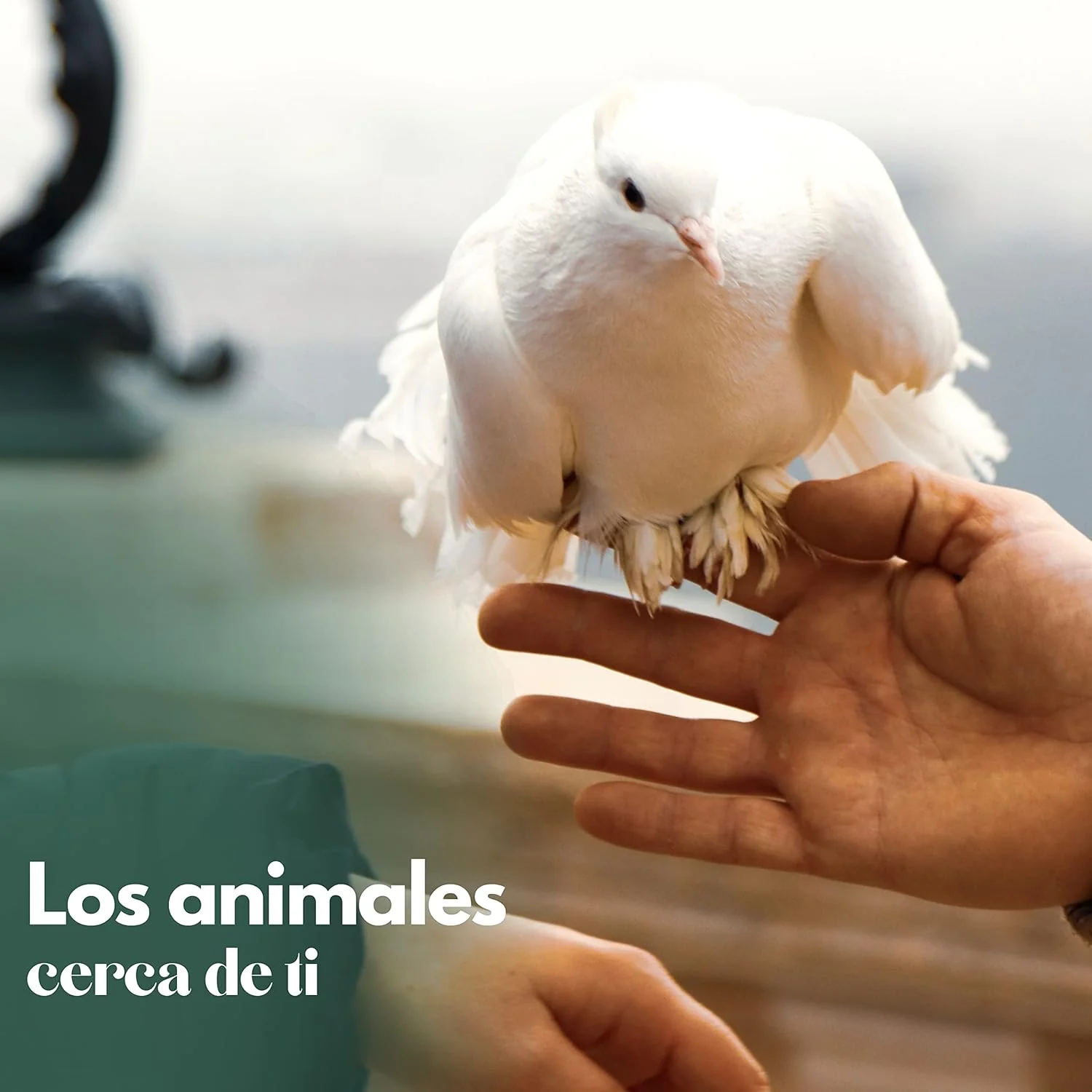 Palomar Ramier - Caseta Exterior Para Palomas Y Otros Pájaros - Image 4