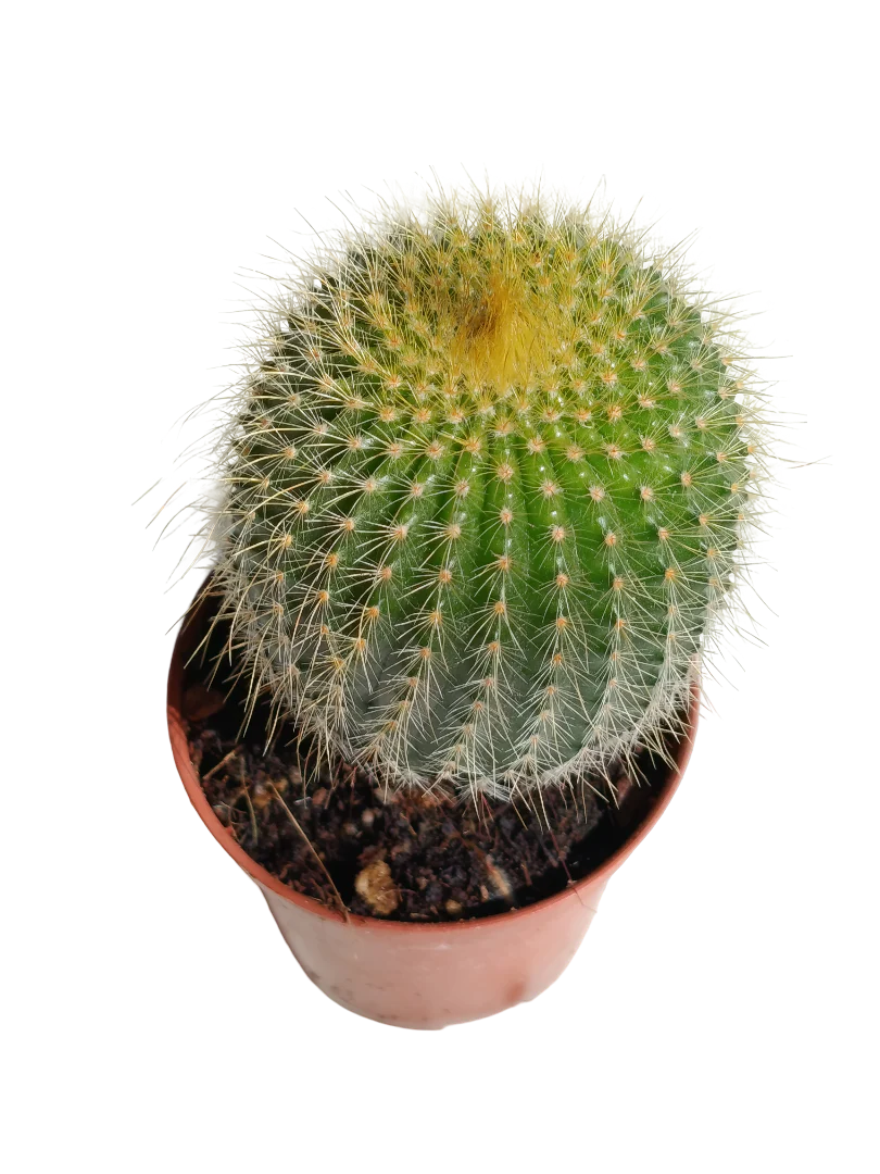 Parodia lenguanisii Cactus Peludo Amarillo Planta Suculenta Ø5cms