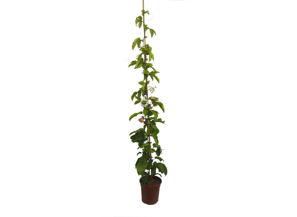 Passiflora Edulis Maracuya M20 170cm
