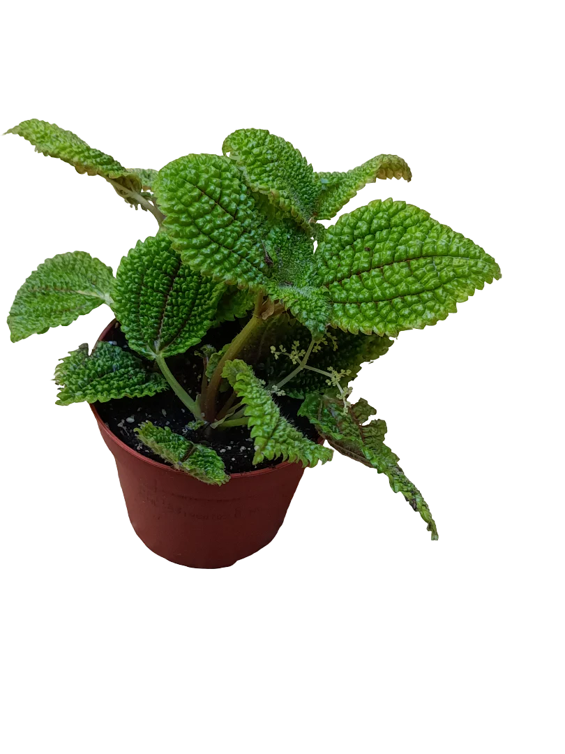 Pilea Moon Valley Planta De Interior Ø8