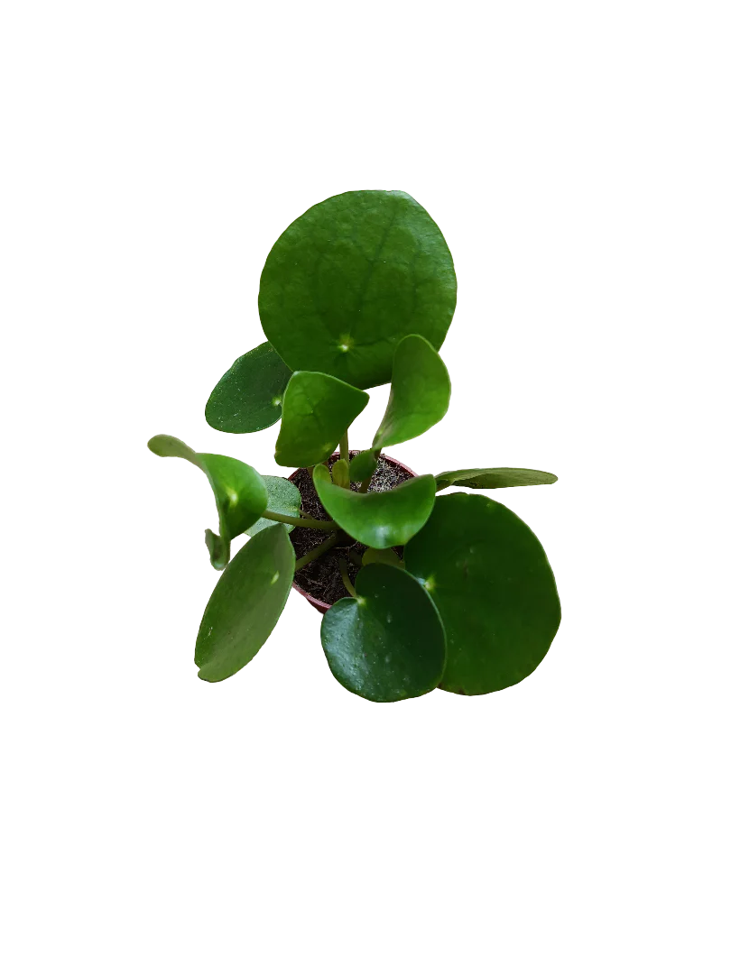 Pilea Peperomia Planta China Suerte Ø5 Cm Mini