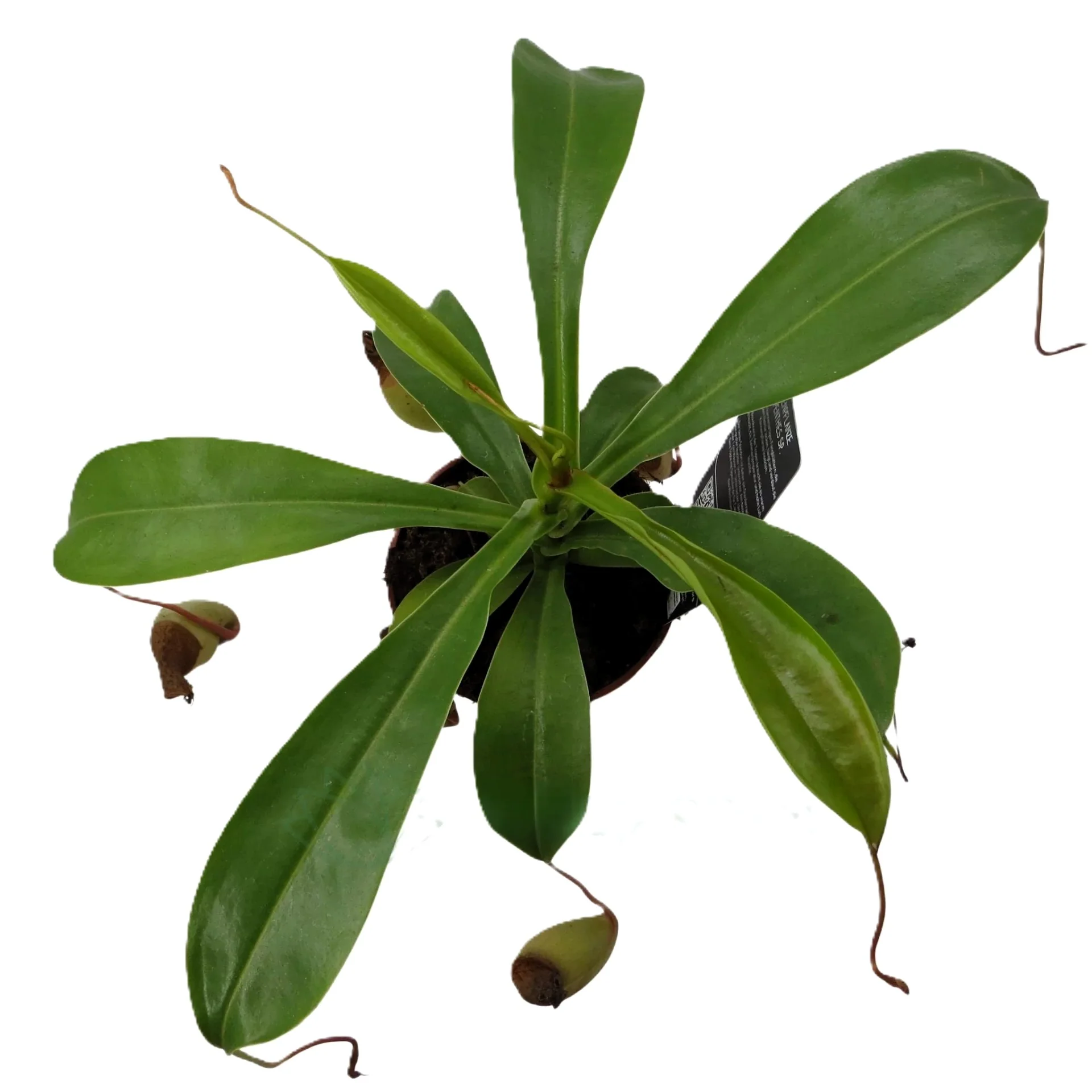 Planta Carnívora Nepenthes Sp. (planta Jarro, Copa De Mono); Curiosarium; Diámetro Maceta 10,5 Cm - Image 2