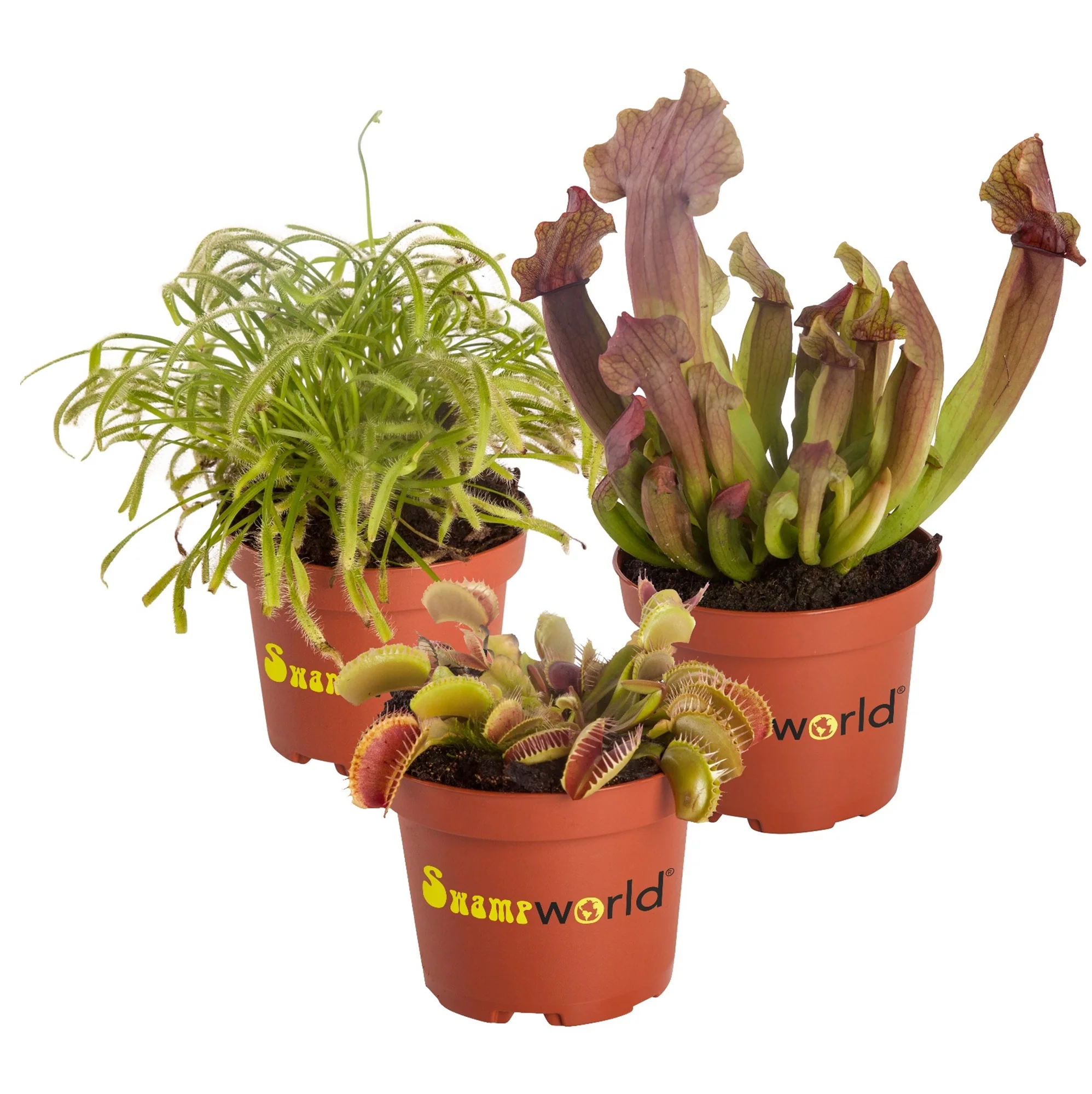 Plantas Carnívoras - 3 Unidades - Resistentes Y Biológicas