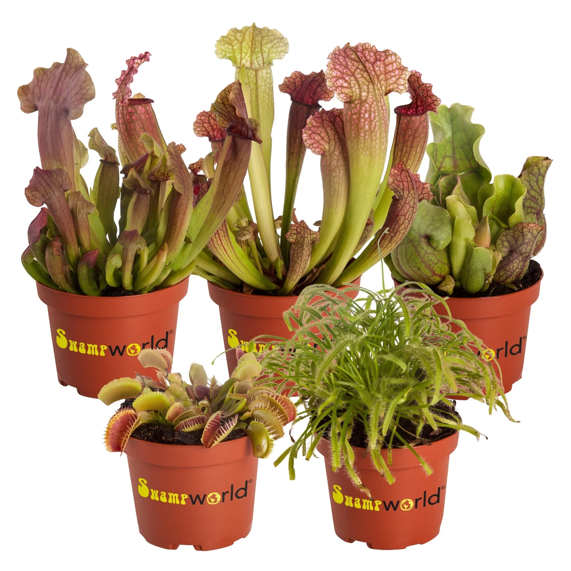 Plantas Carnívoras - 5 Unidades - Resistentes Y Biológicas