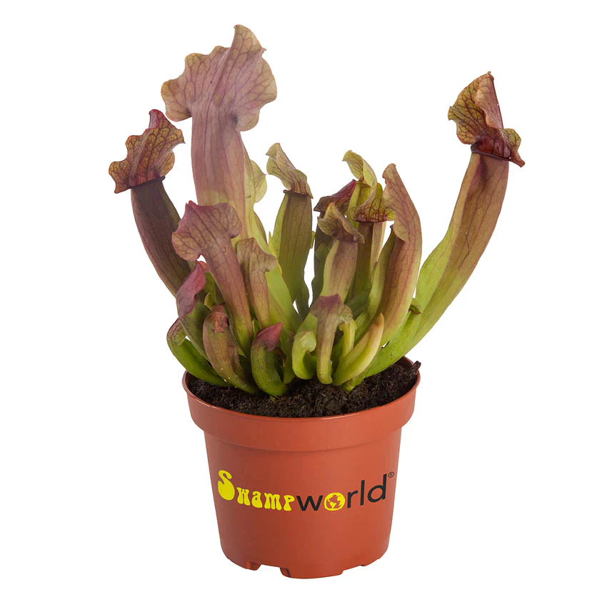 Plantas Carnívoras - 5 Unidades - Resistentes Y Biológicas - Image 6