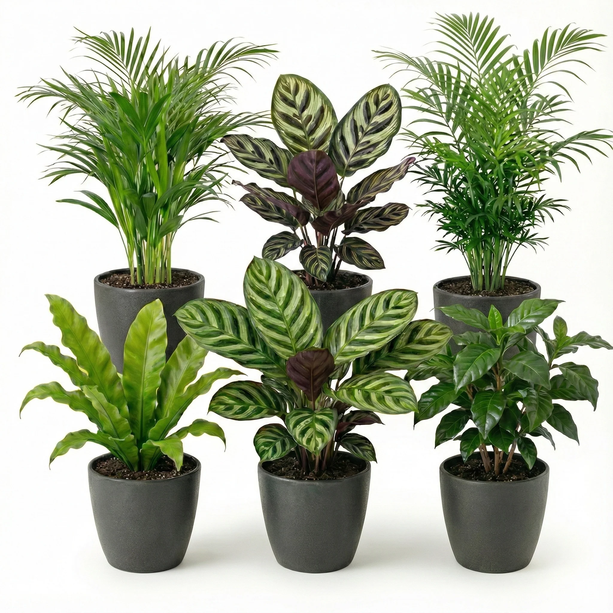 Plantas De Interior - 6 Con Maceta Antracita - Purificadoras